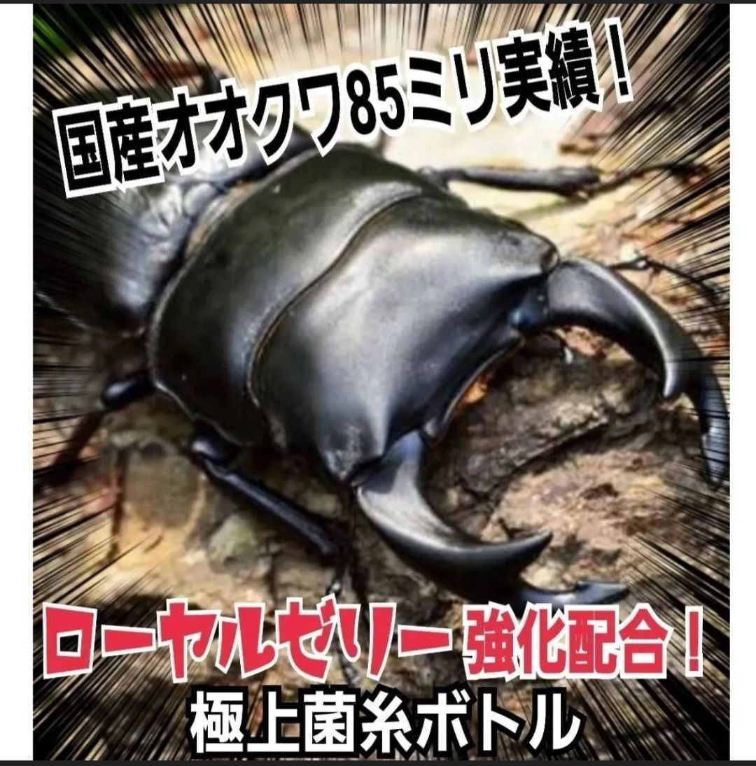 極上！カワラタケ菌糸瓶 特大1500ml トレハロース・キトサン強化配合 タランドゥス、オウゴンオニクワガタ、レギウスが巨大化します！ - 虫類