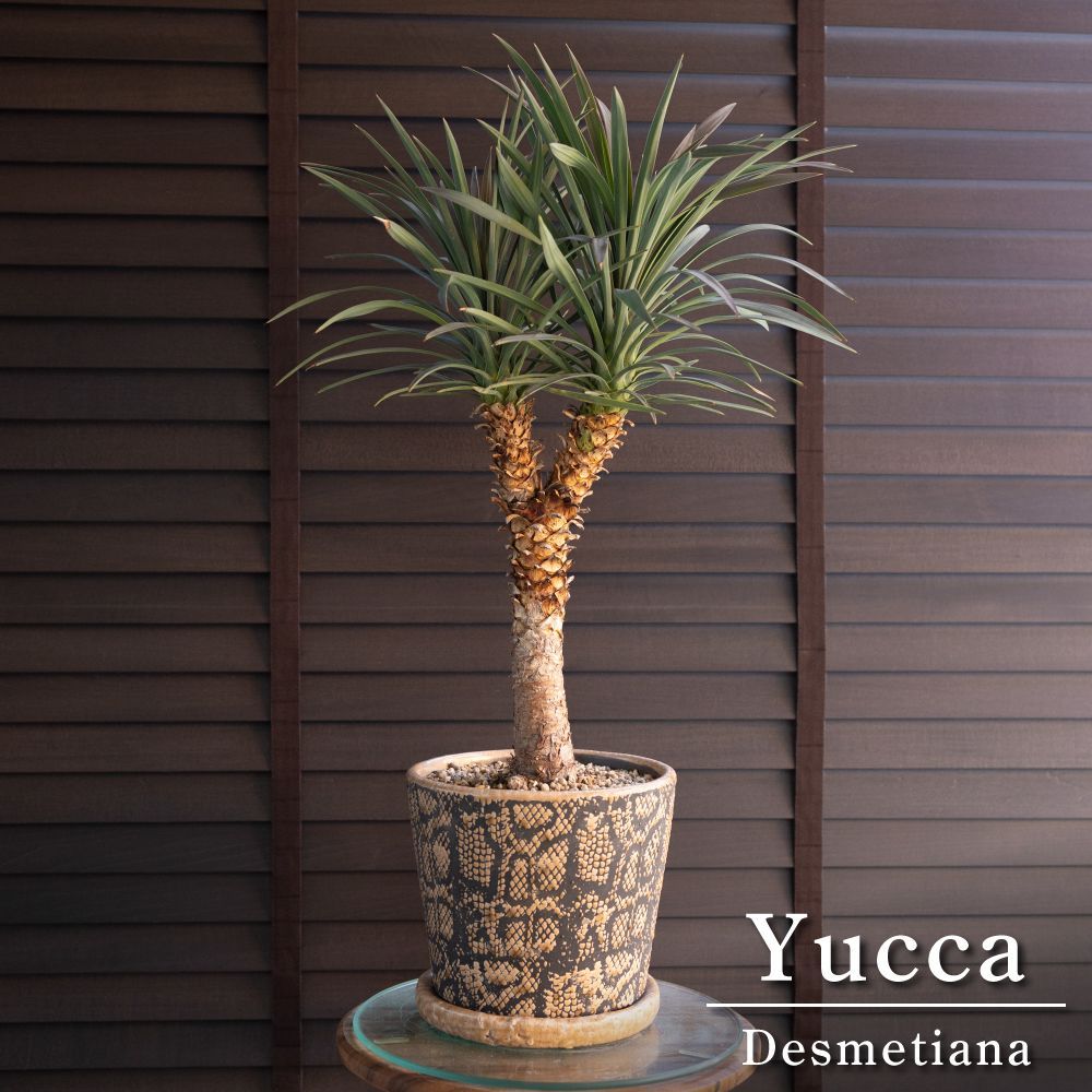 光触媒 人工観葉植物 ウォールグリーン フェイクグリーン