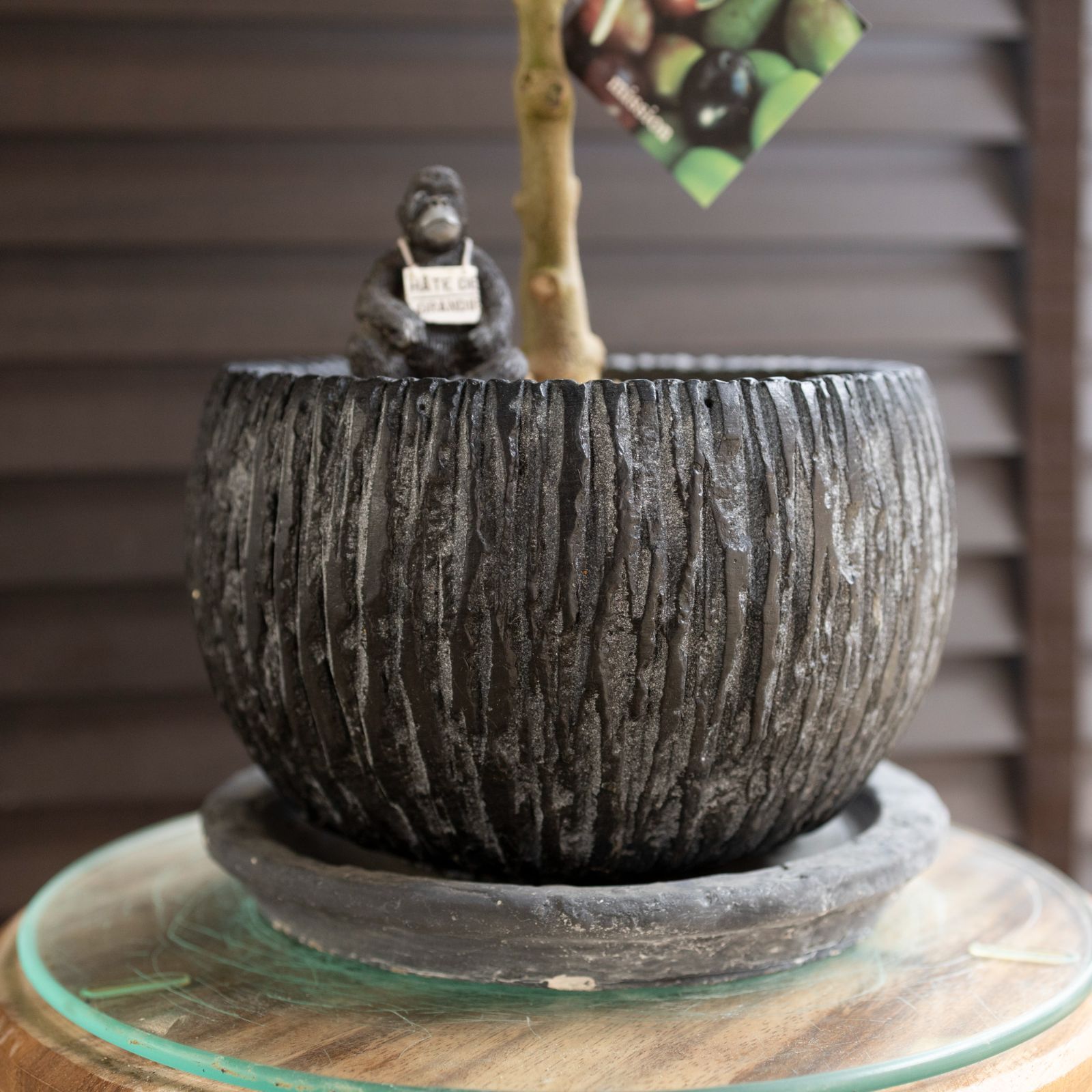 オリーブ　創樹　ミッション2 現品］ オリーブ ミッション 創樹 観葉植物 大型 屋外 ベランダ