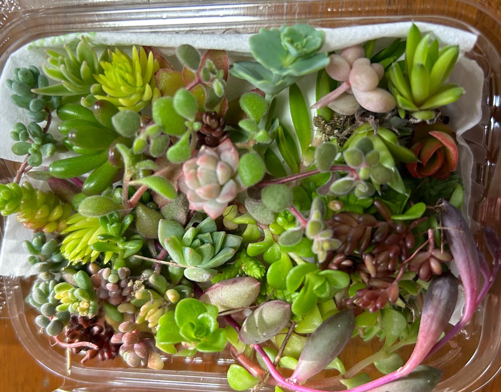 多肉植物 カット苗 お任せセダム達♡寄せ植えに - メルカリ