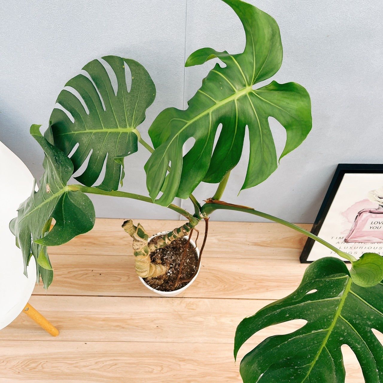 ［現品］7番　モンステラ　デリシオーサ　幹上がり　7号　八丈島産　観葉植物　室内 15b4d17adda3d888397d4dfbb47b49