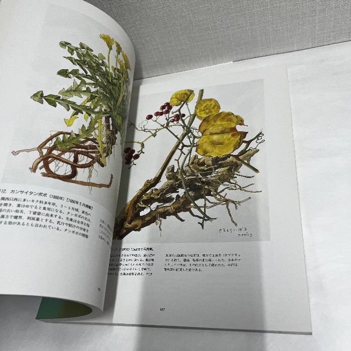 小磯良平の描いた 薬用植物画 平成8年 図録 ボタニカルアート