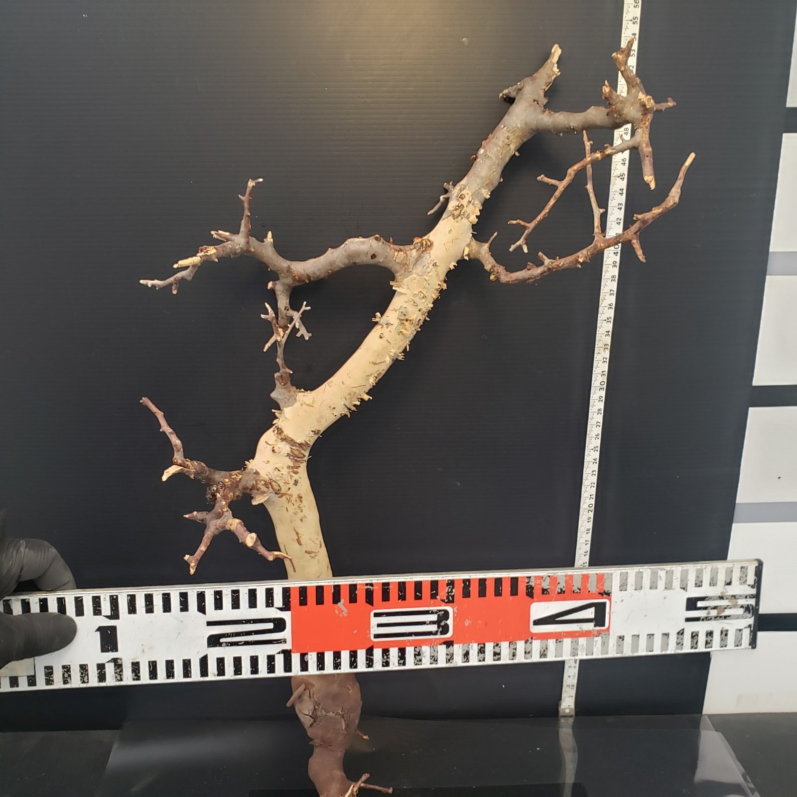 Commiphora