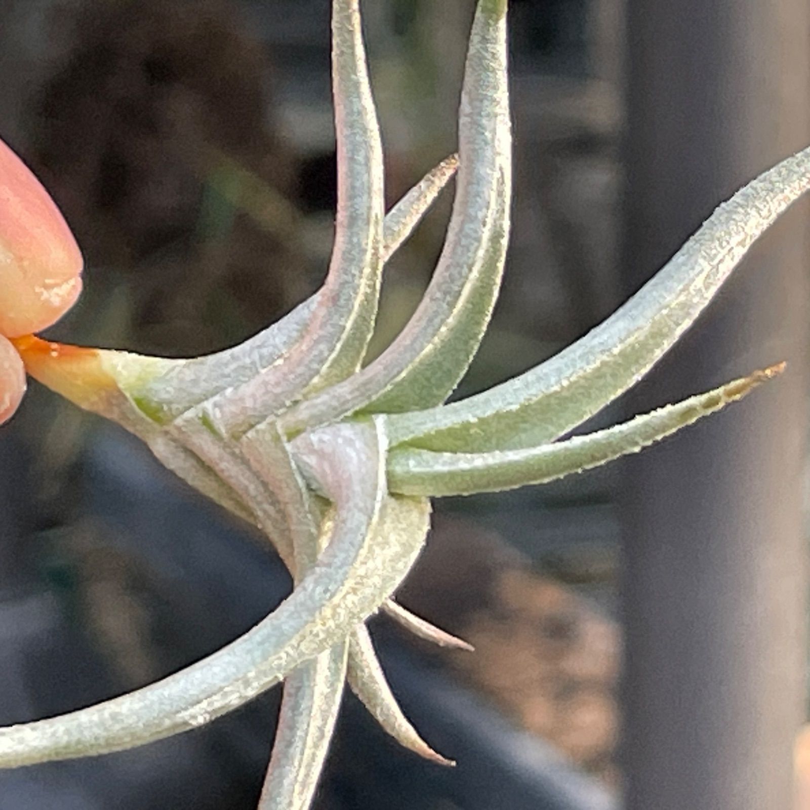 HR＊チランジア ヒルタ v. ヒルタ Tillandsia hirta var. hirta