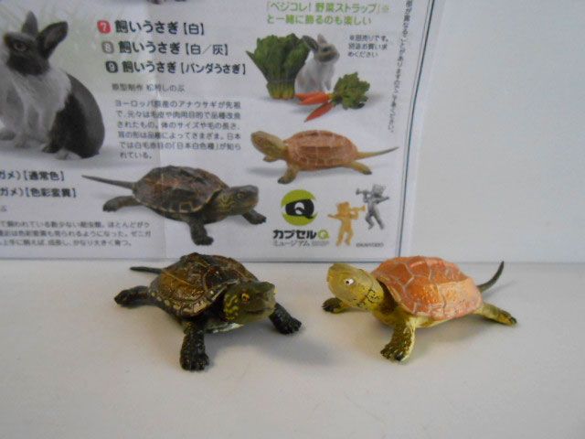 ♯Jqi15Et　カプセルQミュージアム日本のペット動物大全1全11種 Amazon.co.jp: Jqi15EtカプセルQミュージアム日本のペット動物