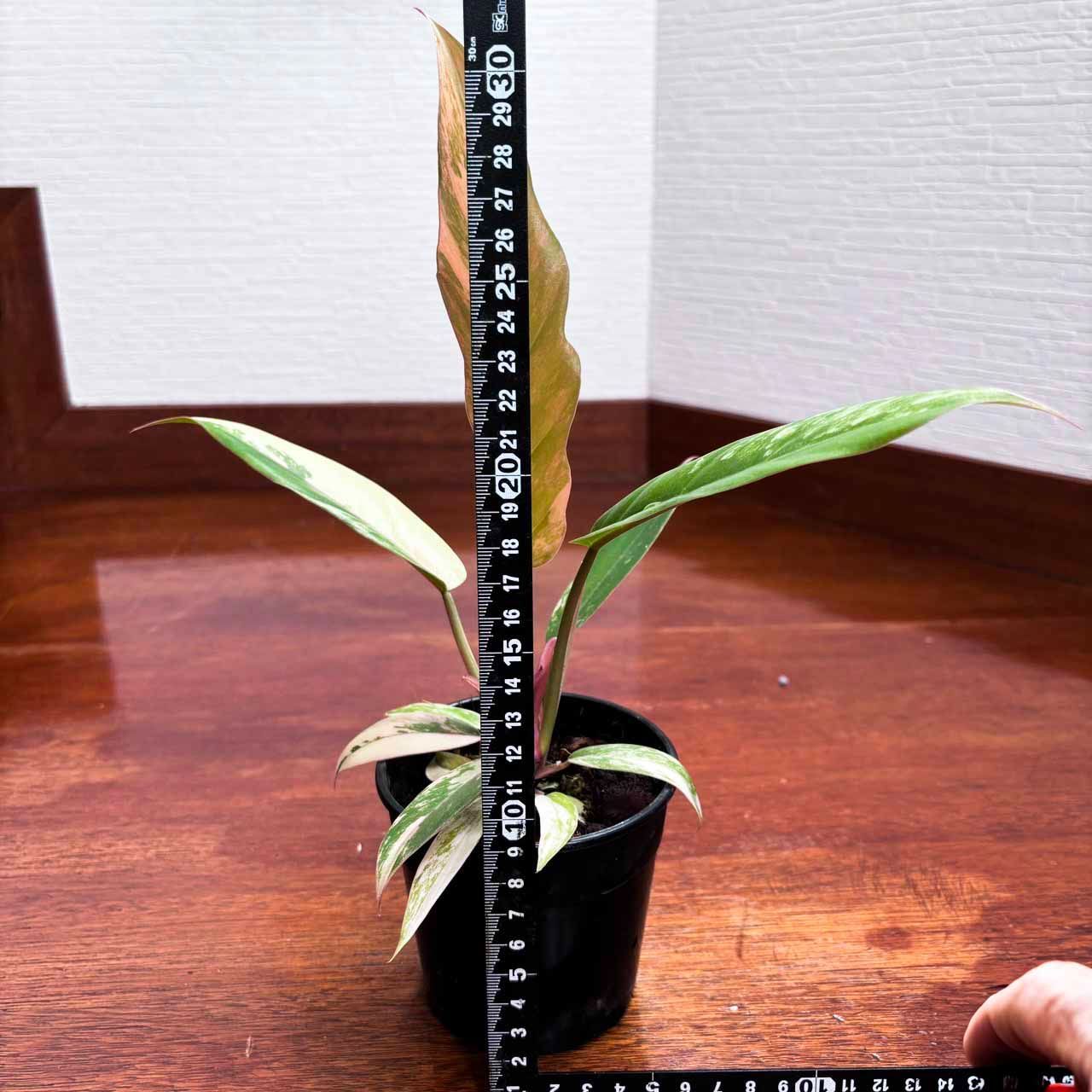 極斑】フィロデンドロンキャラメルマーブル philodendron caramel