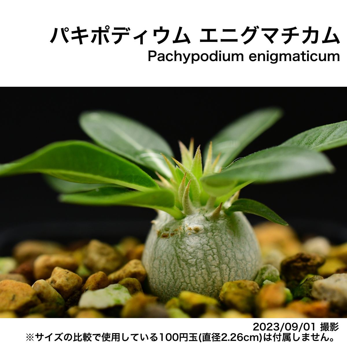 2F9 実生 パキポディウム エニグマチカム コーデックス 塊根植物