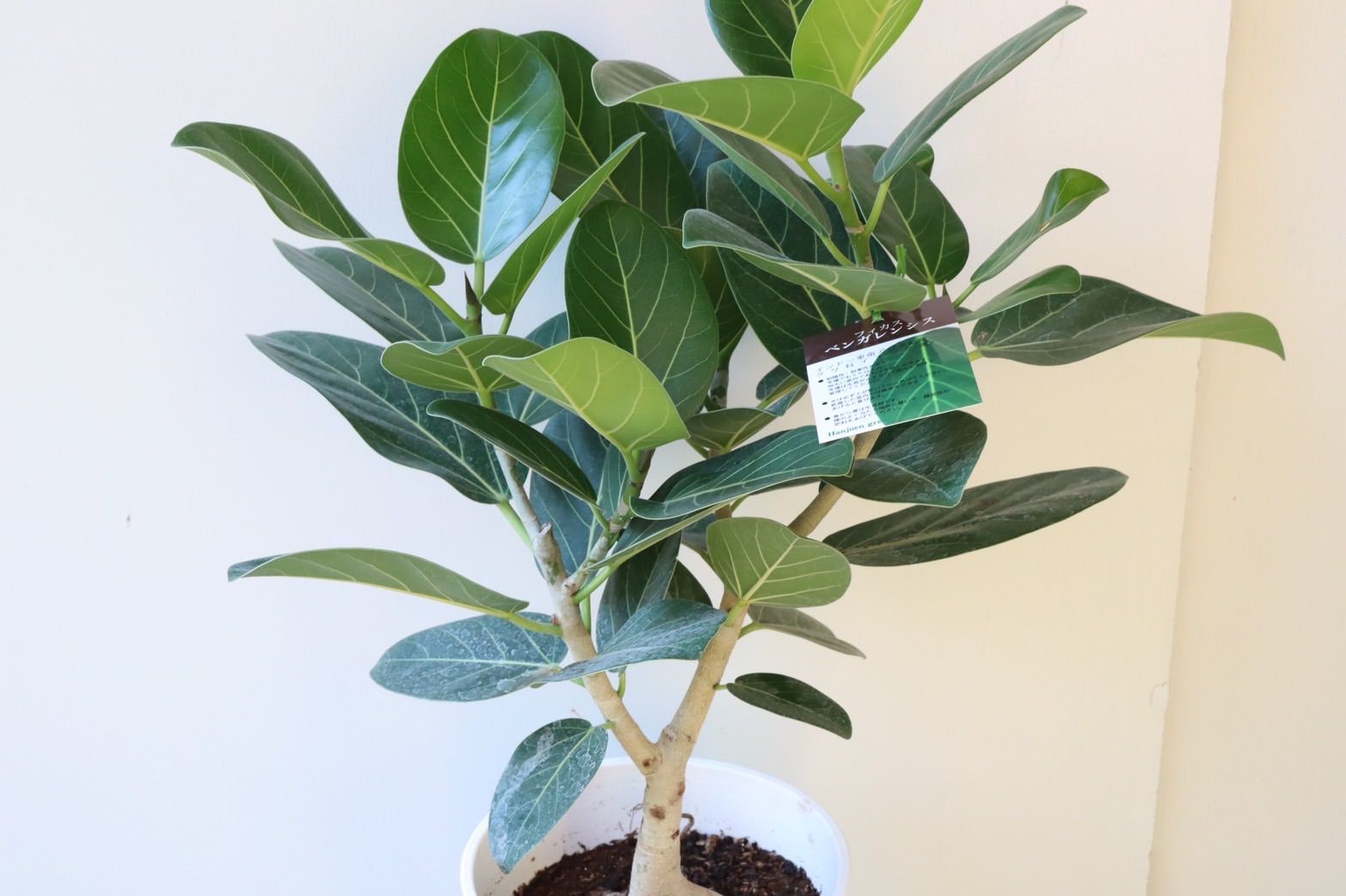 フィカス ベンガレンシス 根上がり - メルカリ