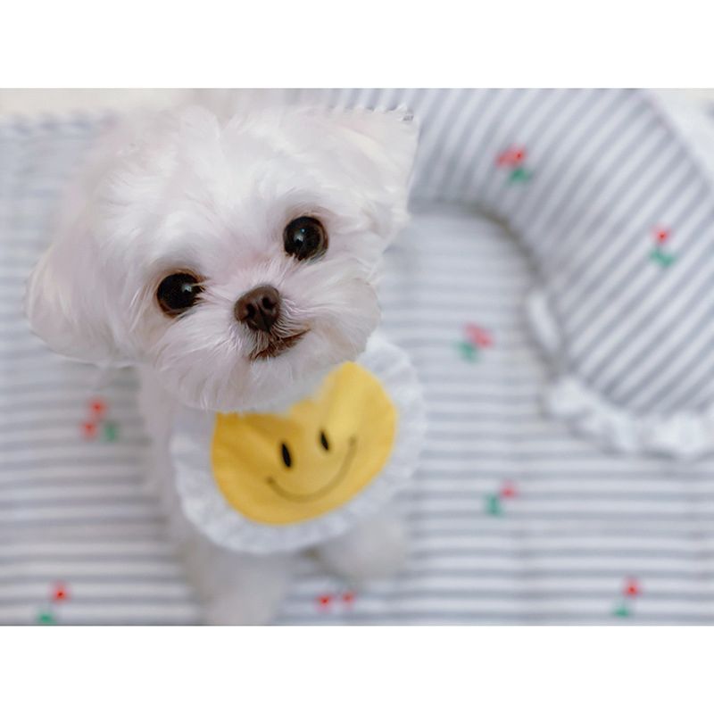 送料込【犬服】にこちゃん スタイ かわいい 犬服 バースデイ