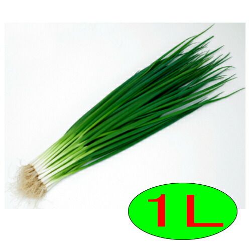 入荷次第出荷 カネコ種苗 ブラックアロー 1L