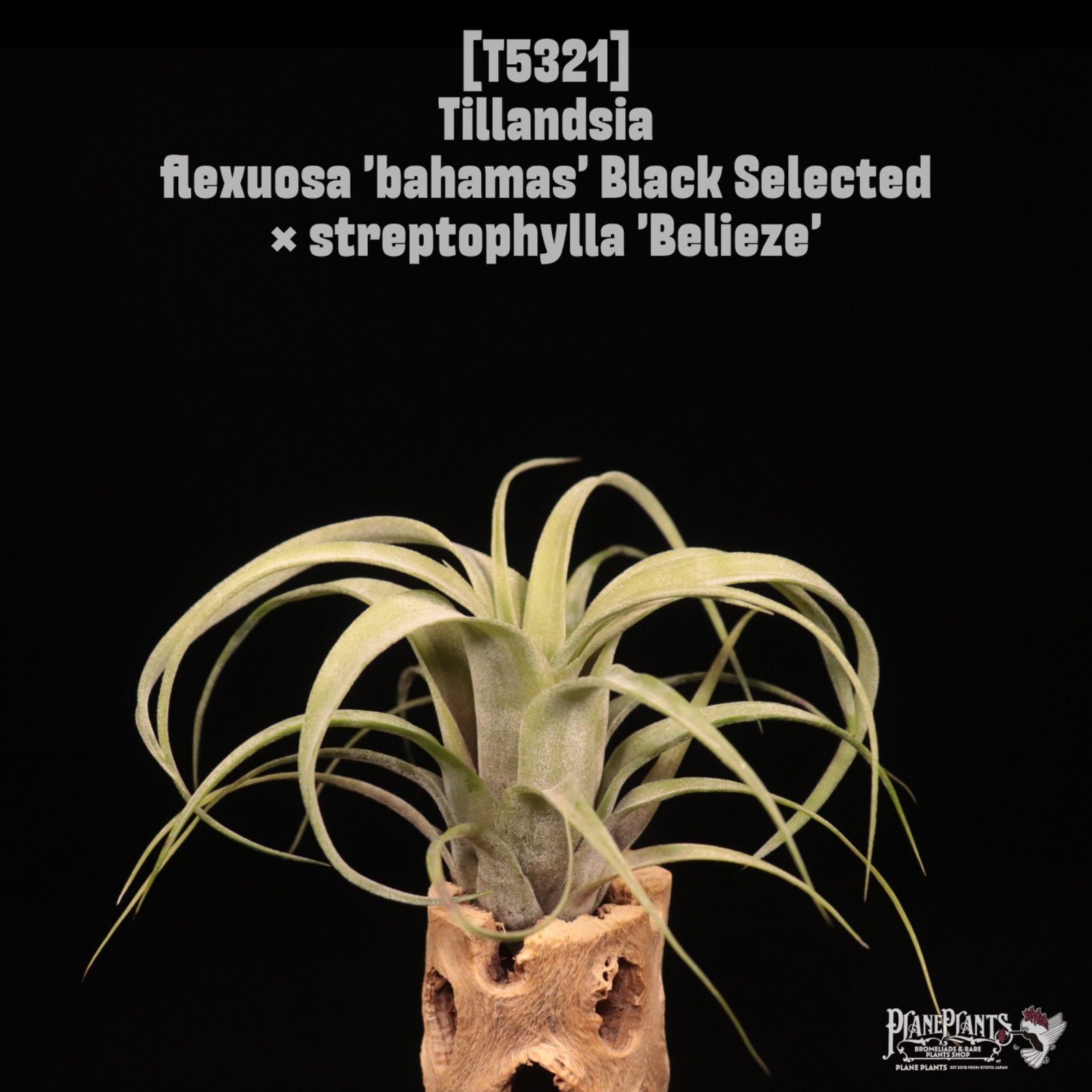 送料無料 flexuosa bahamas Black Selected × streptophylla Belieze 〔エアプランツ〕現品発送T5321 | plane plants