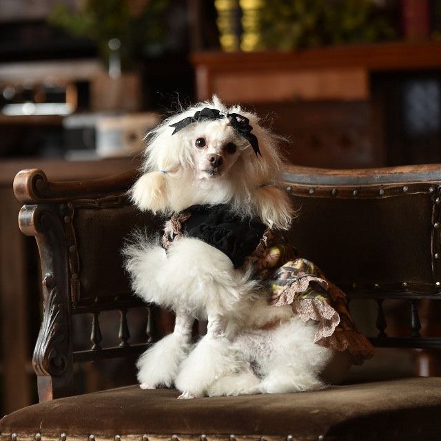 リュクスバーディ Luxe birdie アイナワンピース 小型犬 犬服