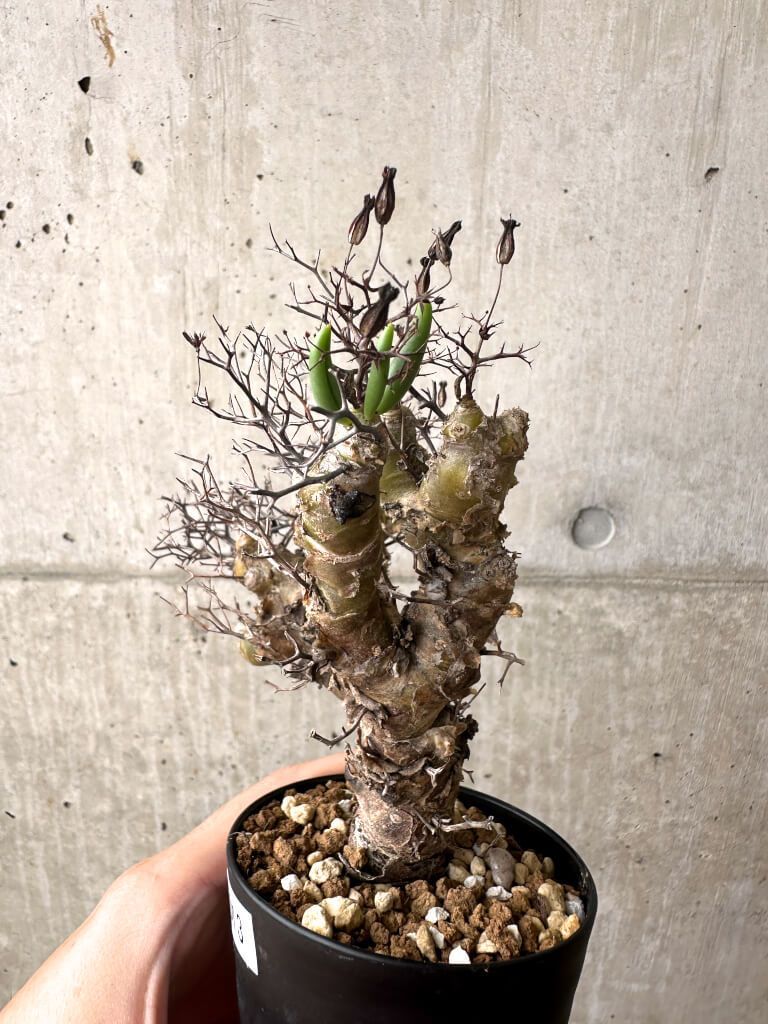 現品限りチレコドン・レティキュラータス 現地株 発根済み 万物想 G67 Tylecodon reticulatus植物塊根植物 夏型 コー