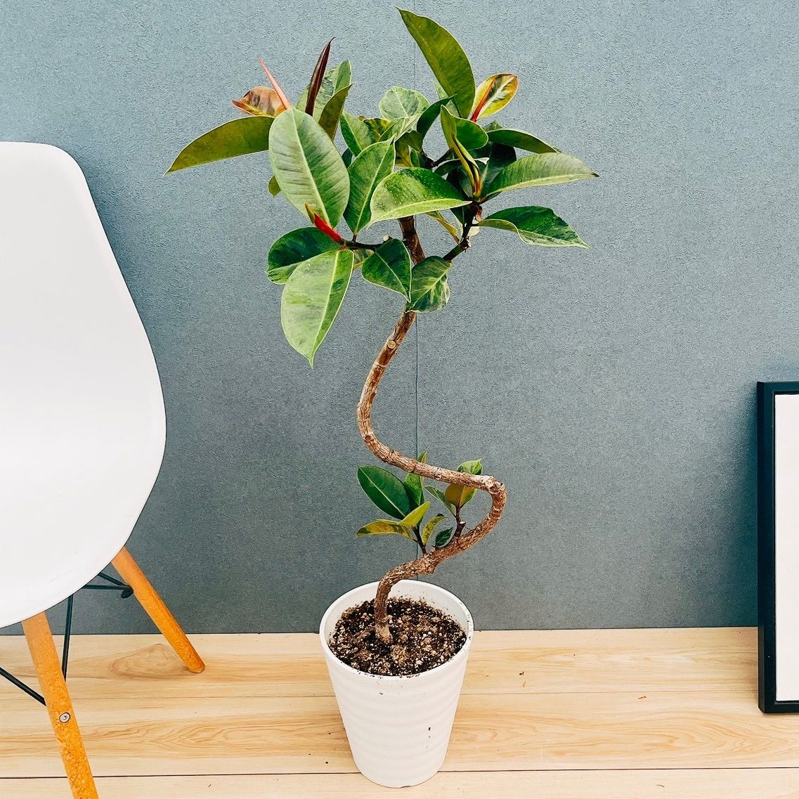 在庫 フィカス ジン 曲がり 7号 観葉植物 ゴムの木 室内 おしゃれ 斑入り 散り斑