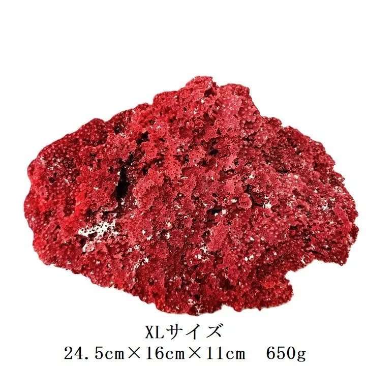 2026年最新】パイプオルガンサンゴの人気アイテム - メルカリ