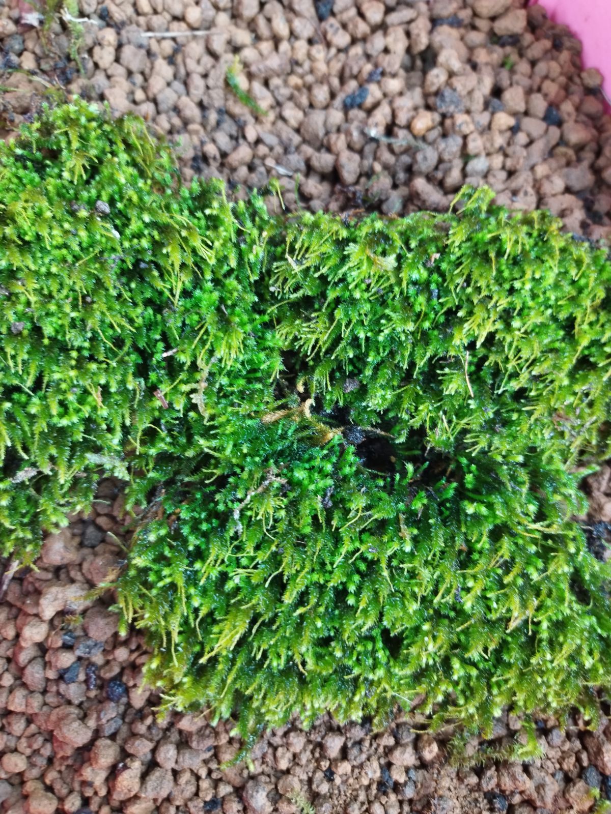 たっぷり苔セット