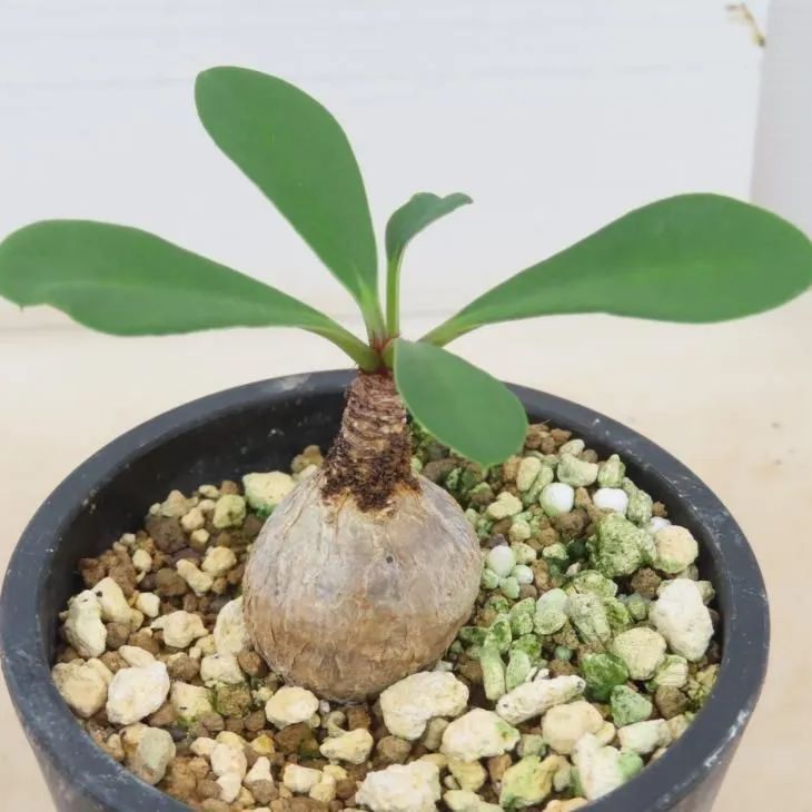 7246 「多肉植物」ユーフォルビア ラメナ 植え【発根開始・・Euphorbia ramena・塊根植物・マダガスカル】 - メルカリ