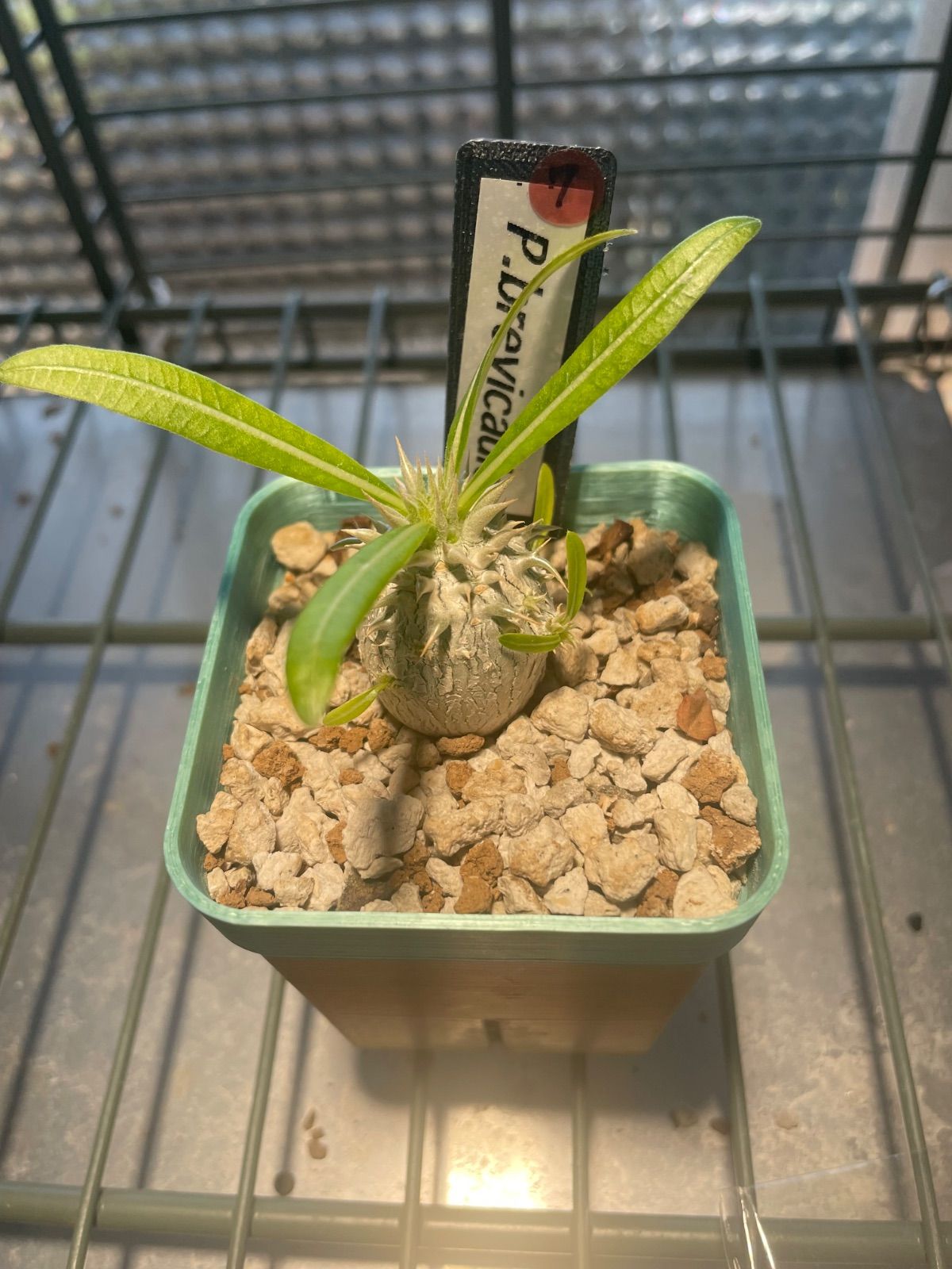 恵比寿笑い ブレビカウレ レウコキサンツム 実生 パキポディウム 恵比寿笑い ブレビカウレ レウコキサンツム 実生7