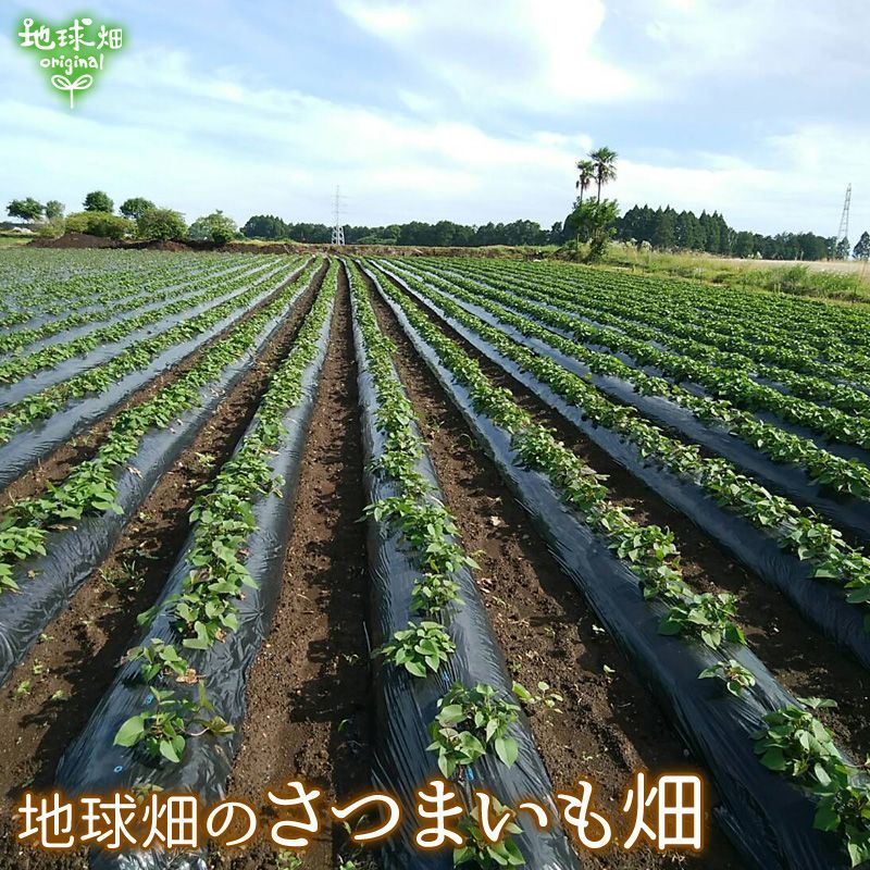 （訳あり）紅はるか 9kg 農薬・化学肥料不使用 鹿児島県産 宮崎県産 訳アリ わけあり B品 土付き さつまいも サツマイモ べにはるか 国産 無農薬 自宅用