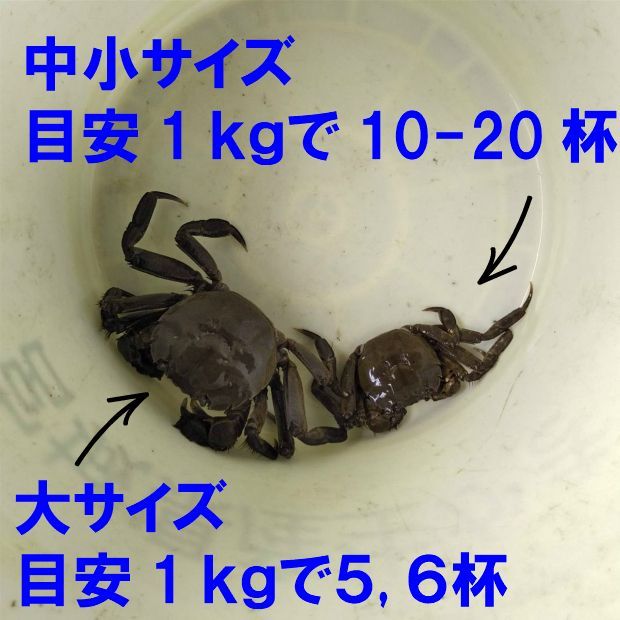 2kg入り×4箱でお届けツガニ つがに