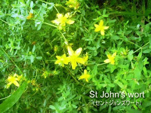 セイヨウオトギリ 300mg×90カプセル