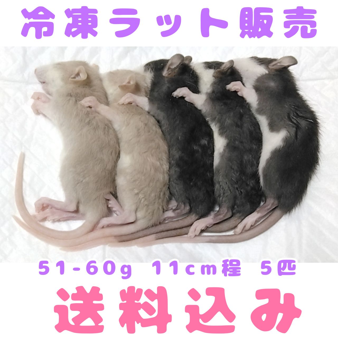 冷凍ラット（質問用） （冷凍マウスの販売・通販（安心・安全の医療 