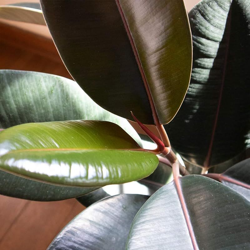 ゴムの木の仲間 観葉植物