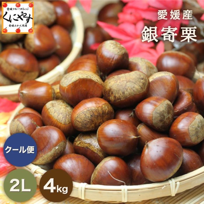 たっちー様専用】完全無農薬・自然栽培 特大生栗 4Lサイズ 2.4kg ☆秋
