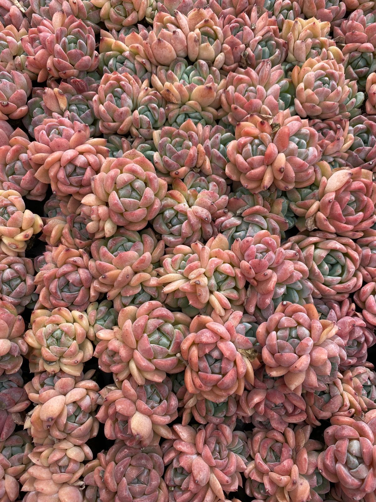 新入荷 コハク 鮮やかな105苗セット 土と根付き 多肉植物 エケベリア 韓国苗 詰め合わせ 寄せ植え ZM477