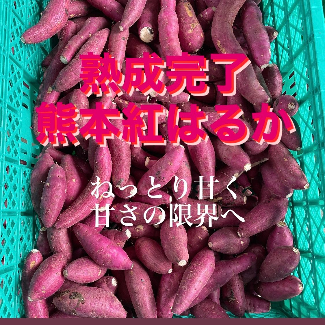紅はるか さつまいも MからLサイズ箱込み23キロ