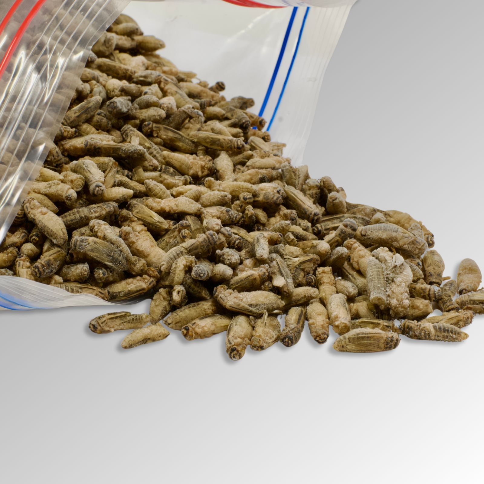 冷凍コオロギL 成虫 1kg 脚除去 送料込み イエコ 冷凍餌