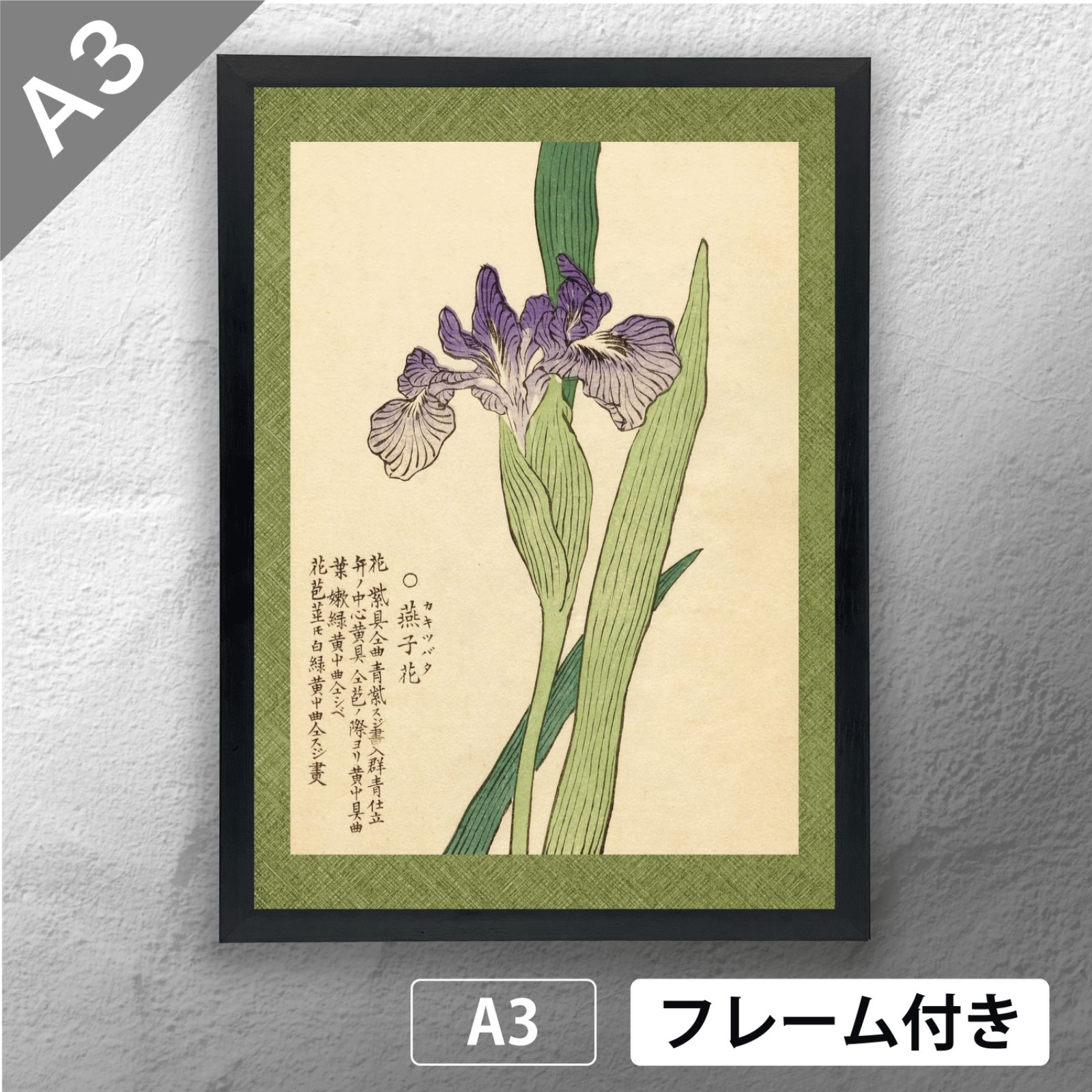 幸野楳嶺 「千種の花 カキツバタ」 ボタニカルアート 日本画