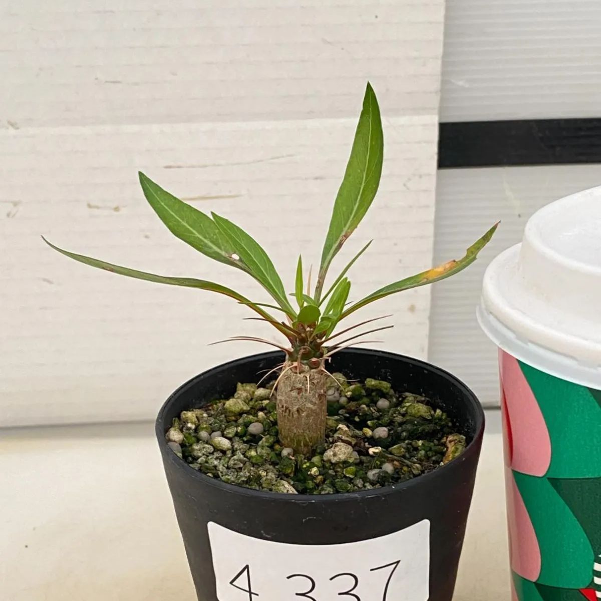 4337 「実生」フォークイエリア プルプシー【塊根植物・多肉植物・Fouquieria purpusii・葉落ちする】 - メルカリ