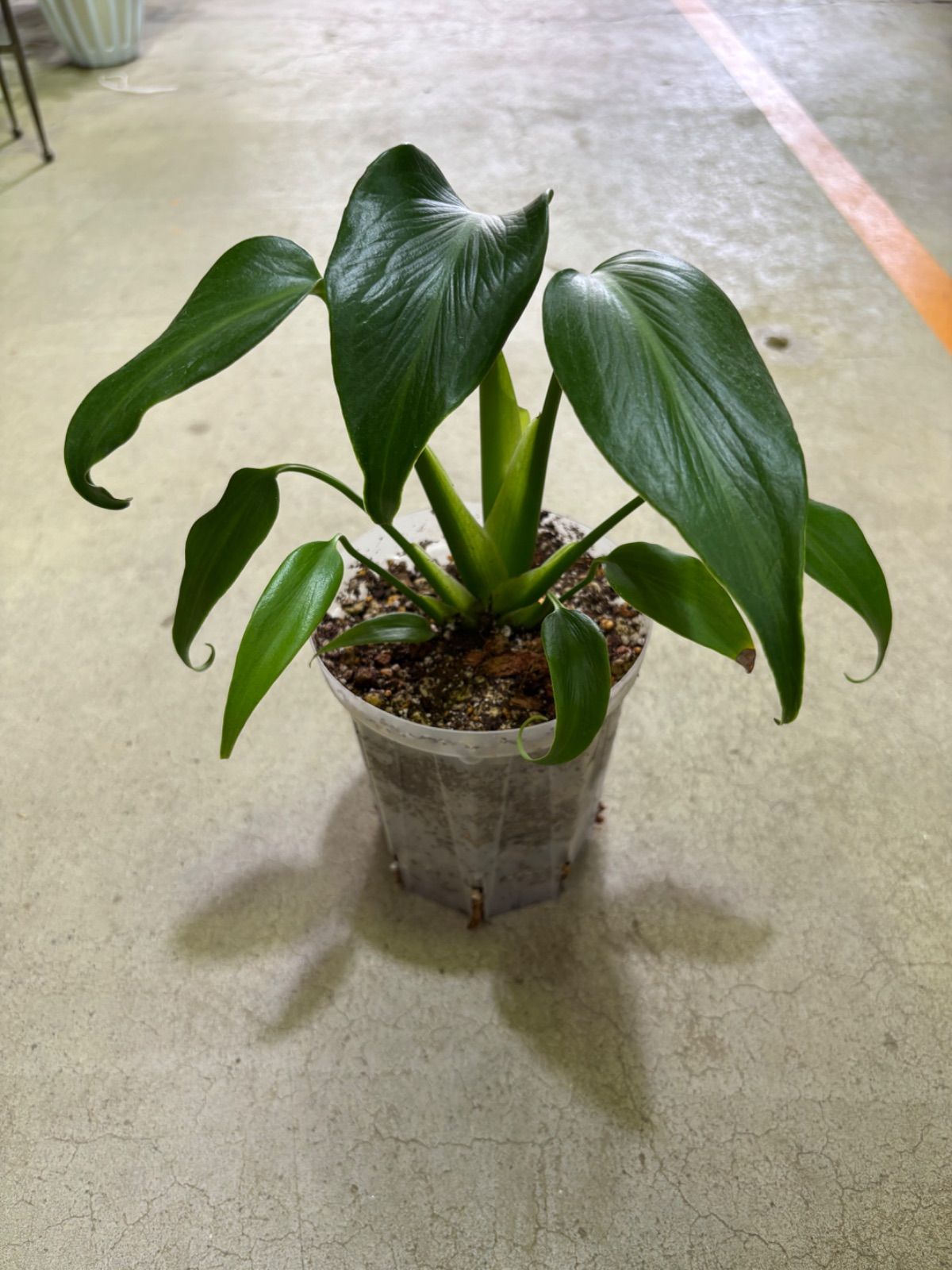 グラキリス YAMABACHI var. P&A ceramicware発根済み サボテン 陶器