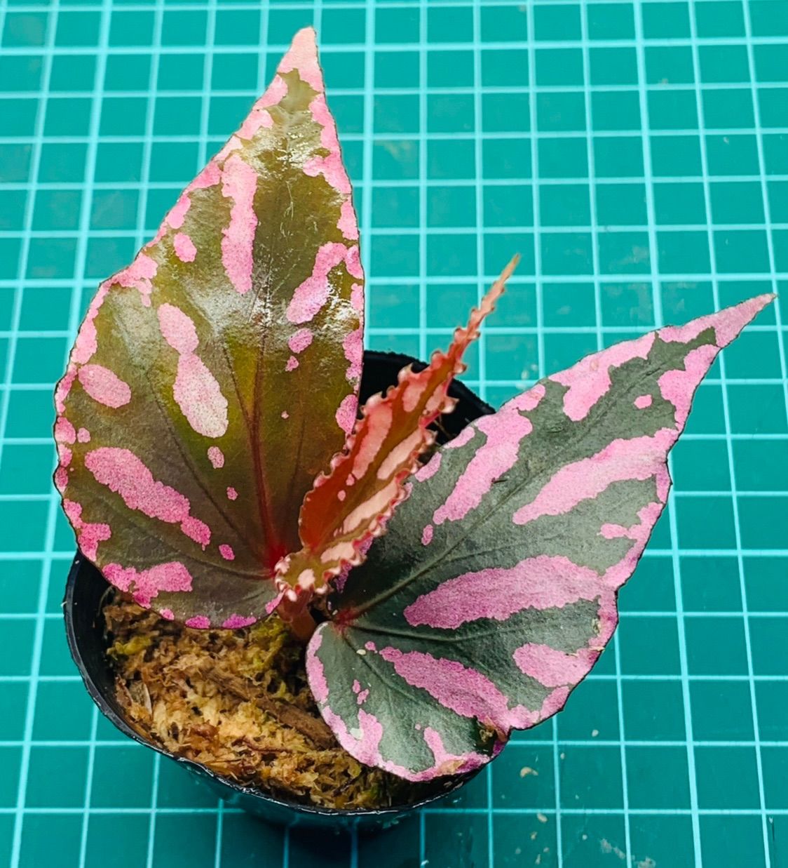 冬バーゲン 新品 未使用 ベゴニア ジュラウ ぼっち株 Begonia Julau 植物 観葉植物 Lavacanegra Com Mx Lavacanegra Com Mx