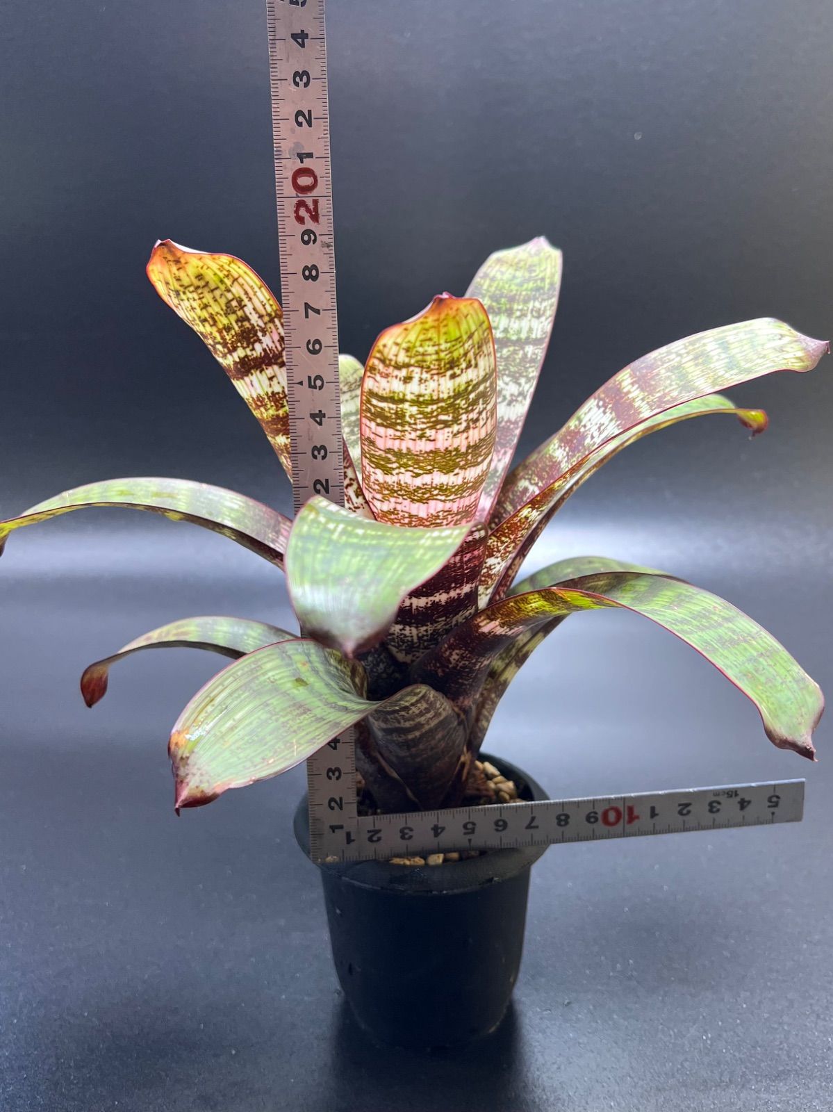 清 銅製如意 金工細工『双龍祥瑞文』筆置き 書斎置き 書道具★時代物 清 銅製如意 金工細工『双龍祥瑞文』筆置き 書斎置き 書道具☆