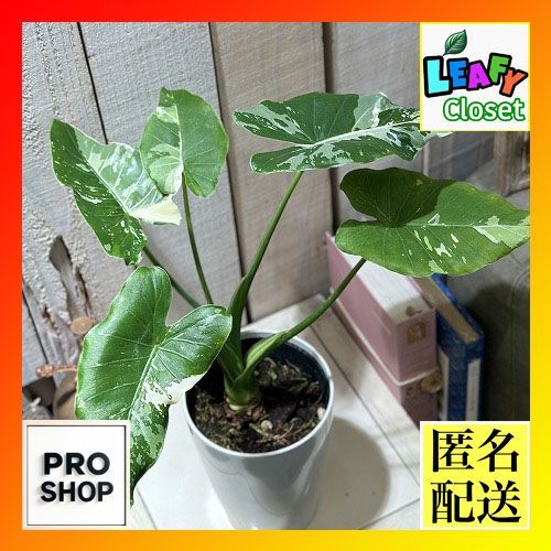 葉傷みあり】観葉植物 クワズイモ 斑入り 4号(個体おまかせ1鉢 