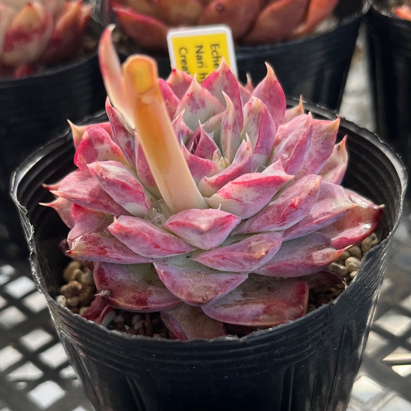 エケベリア ラベンダーカード (抜き苗) チャンフィー苗 韓国苗 多肉