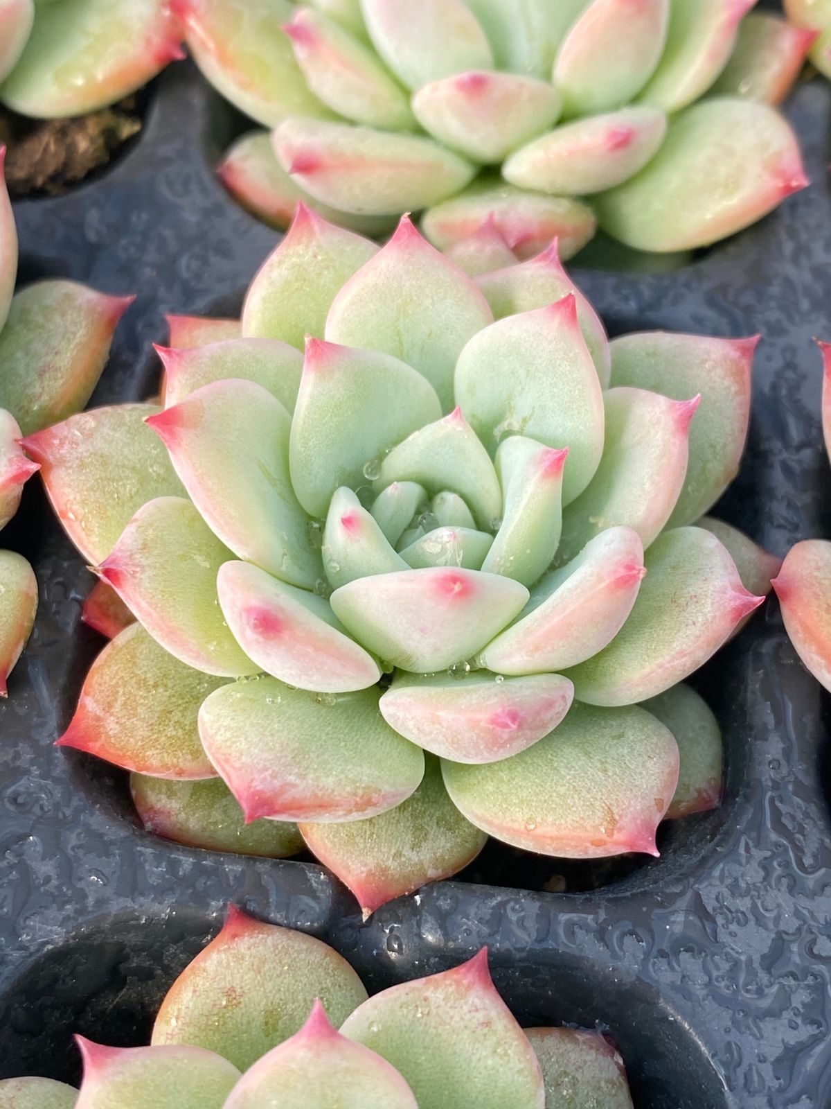 新入荷 AKマリア 鮮やかな72苗セット 抜き苗 多肉植物