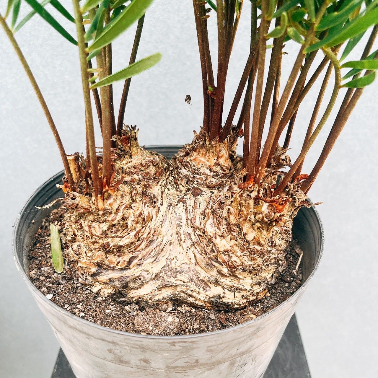 現品】ザミア・フロリダーナ 多頭株 10号 白鉢（1） : 花のアリマツ