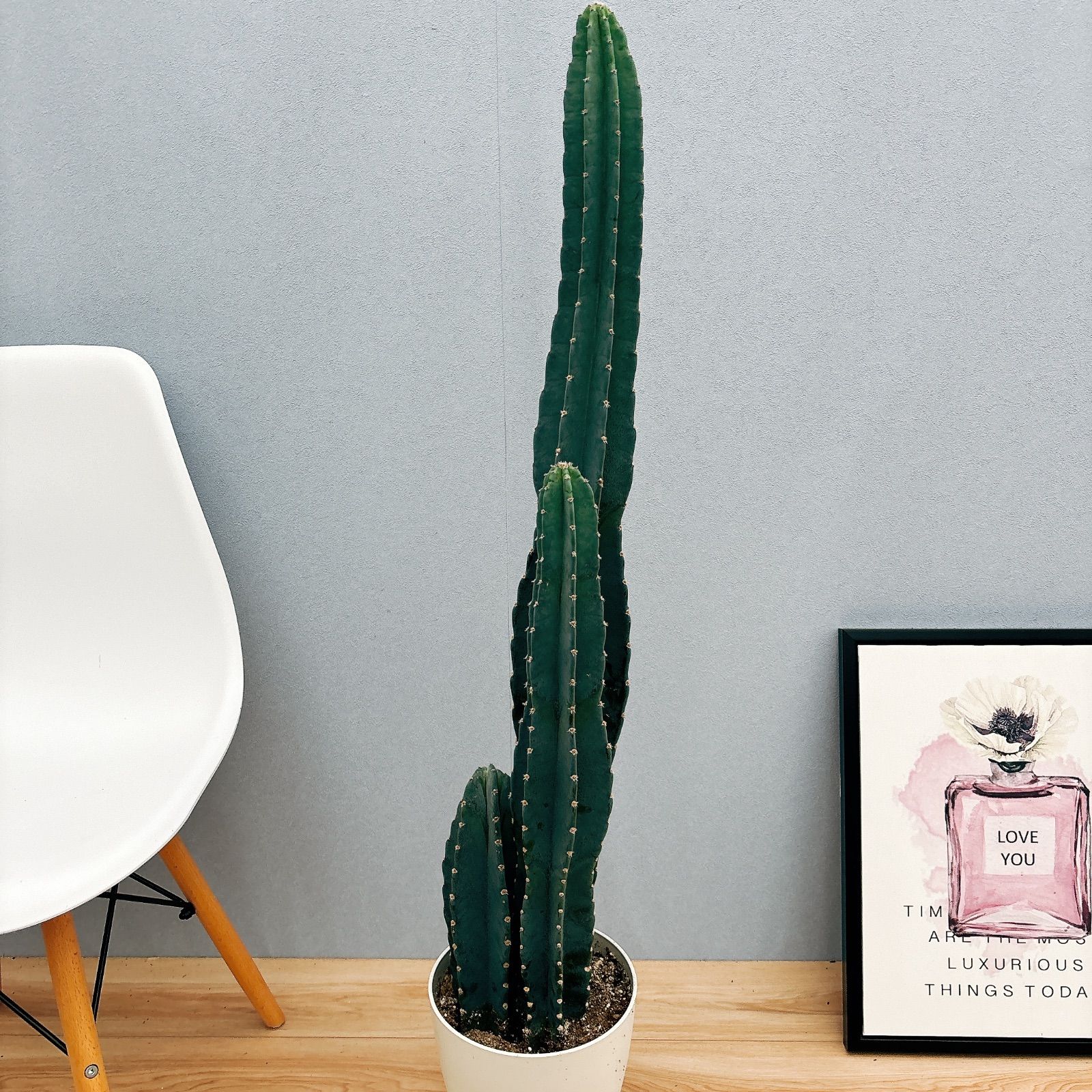 サボテン様 dショッピング |【希少】 サボテン 円形（キンエボシ） セメント