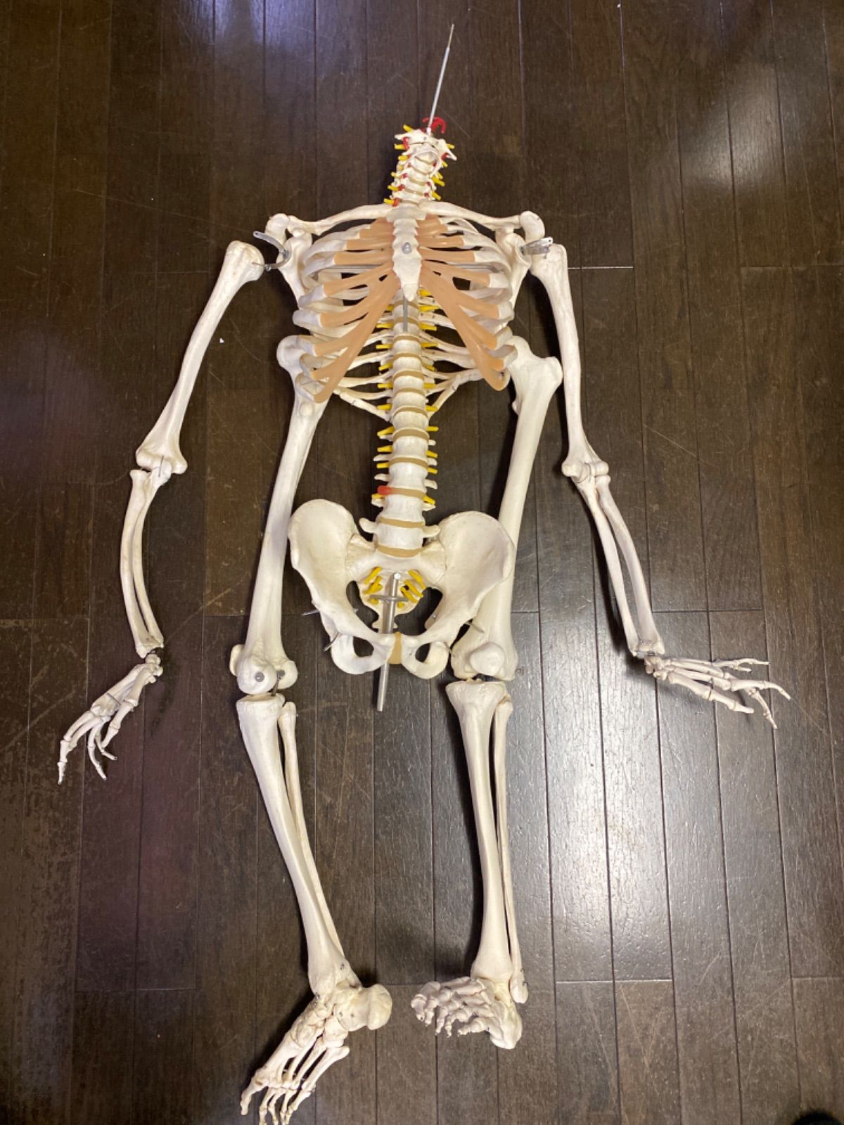 レア　繁栄崇拝物　象骨の男性原理人形　ポーパーンガン　象骨構築　魅力魅了恋愛人縁 骨格標本 人体模型 人体骨格 - メルカリ