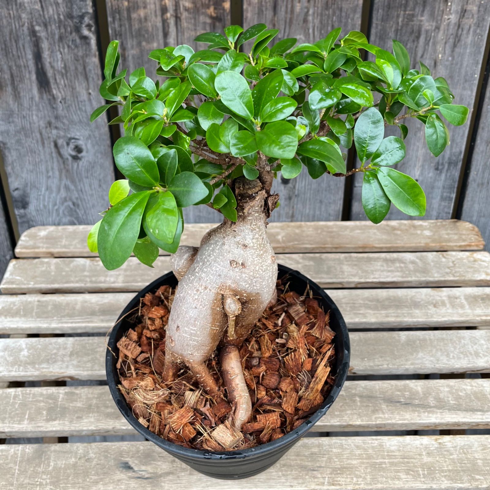 ガジュマル 6号平鉢 幹の形がカッコイイ❗️ - メルカリ