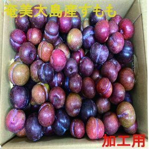 鹿児島県 奄美大島産 すもも プラム 約3kg ご家庭用 Mサイズ