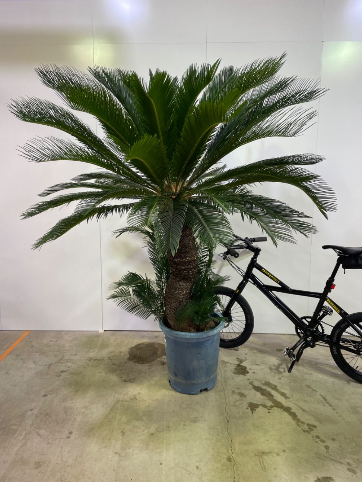 ソテツ 引取り限定 【公式通販】