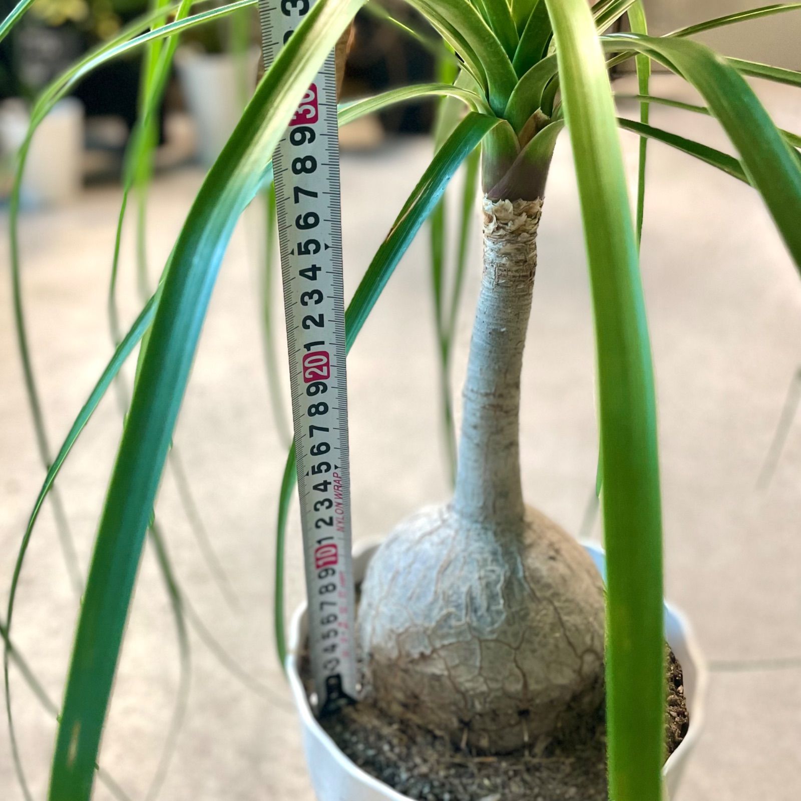 コア様トックリラン ノリナ 50株 まとめ売り