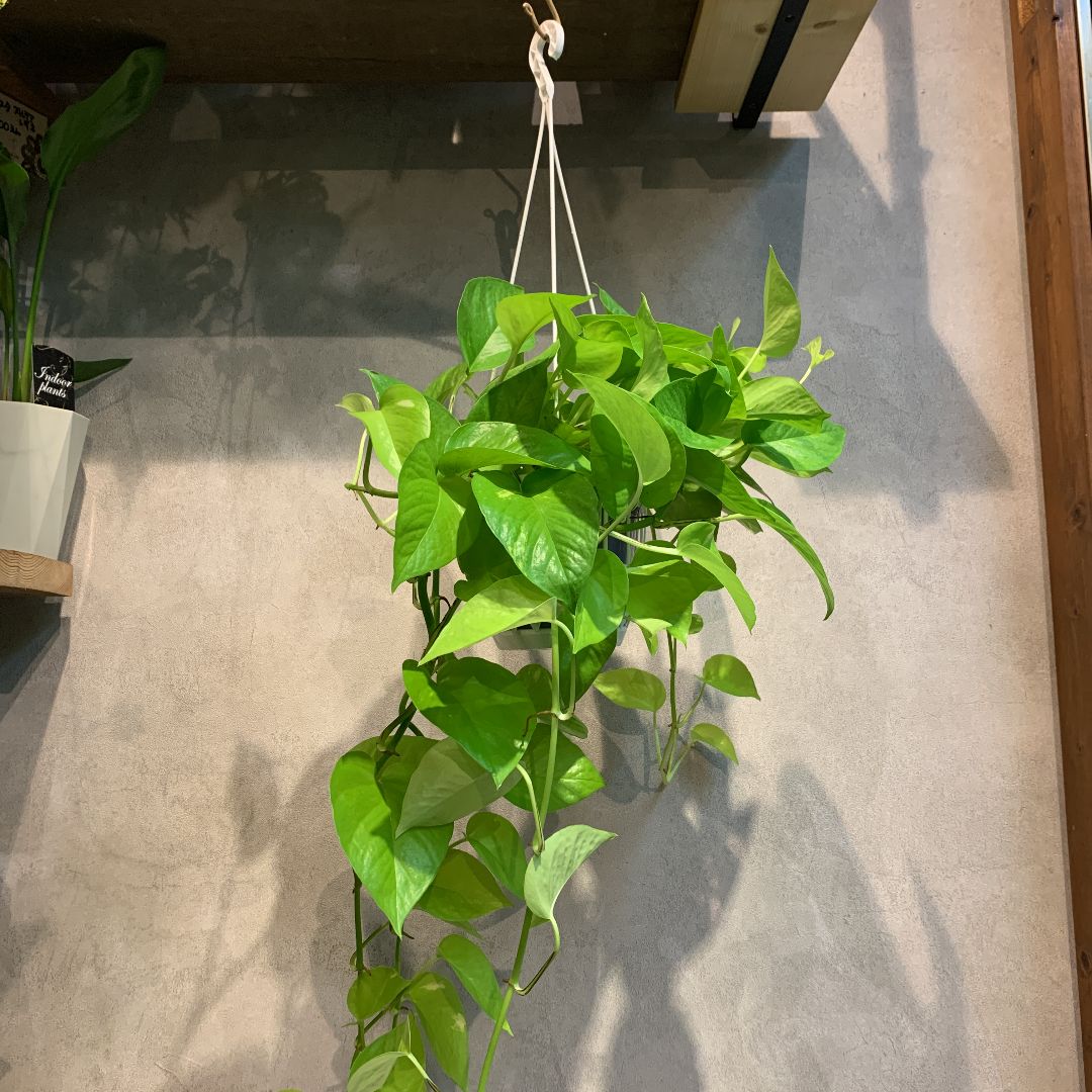 超超ロング❣️ライムポトス 鉢 超超ロング❣️ライムポトス 鉢