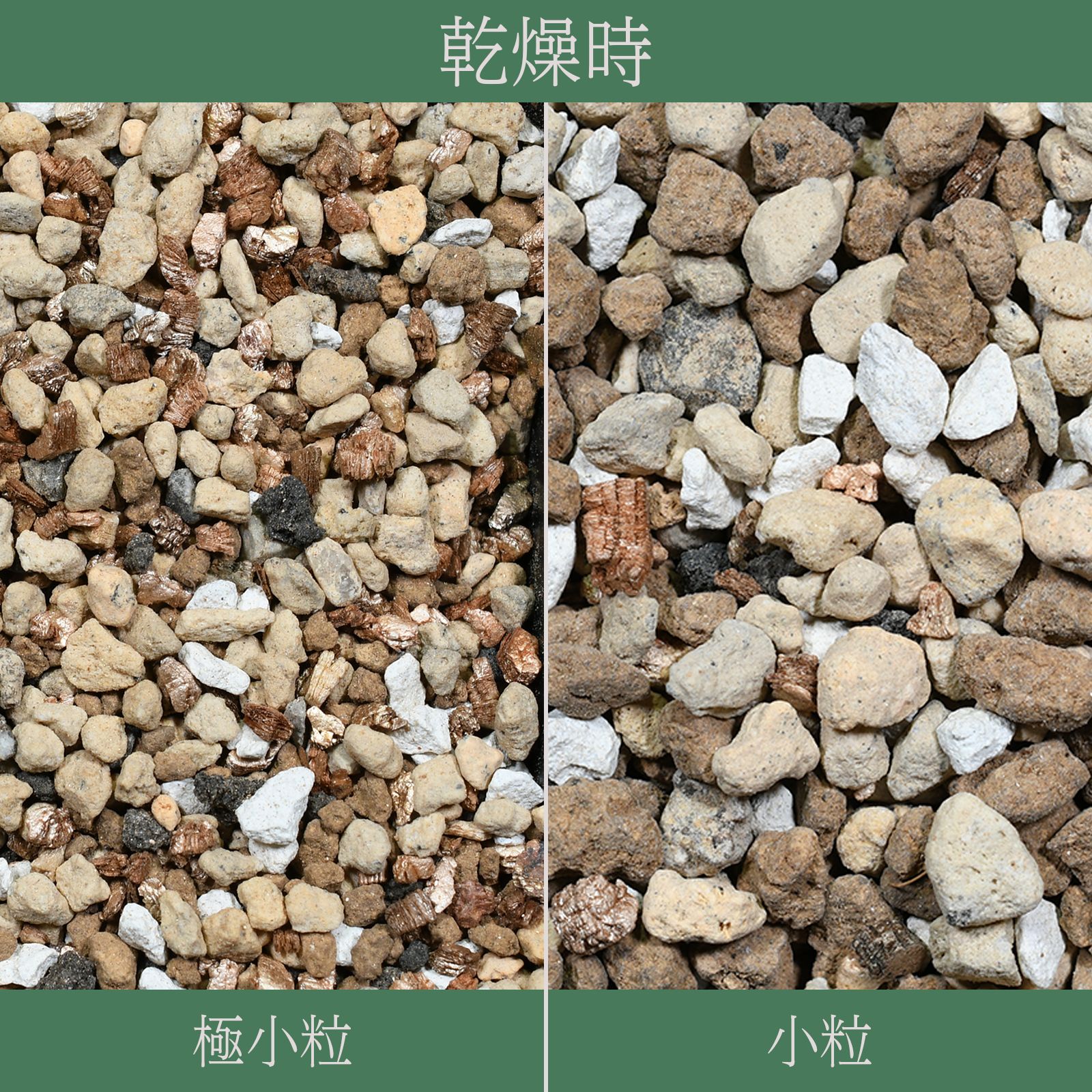 塊根植物