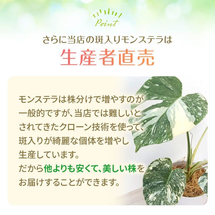 ❸斑入りモンステラ・3.5号ポット苗【鉢付き】 楽天市場】モンステラ（サイズ（植木鉢）～ 3号）（花・観葉植物