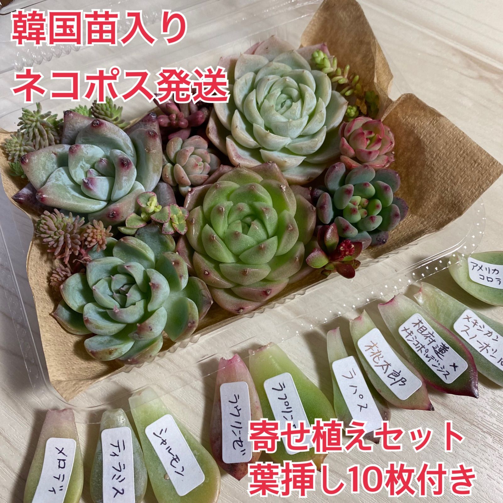 売上実績NO.1売切れ♡多肉植物♡エケベリア葉挿しset♡ 植物 | hh2.hu